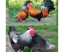 خواص خروس محلی کلیک کنید(کد176) شیلات مهدی زاده - همراه 09155159391